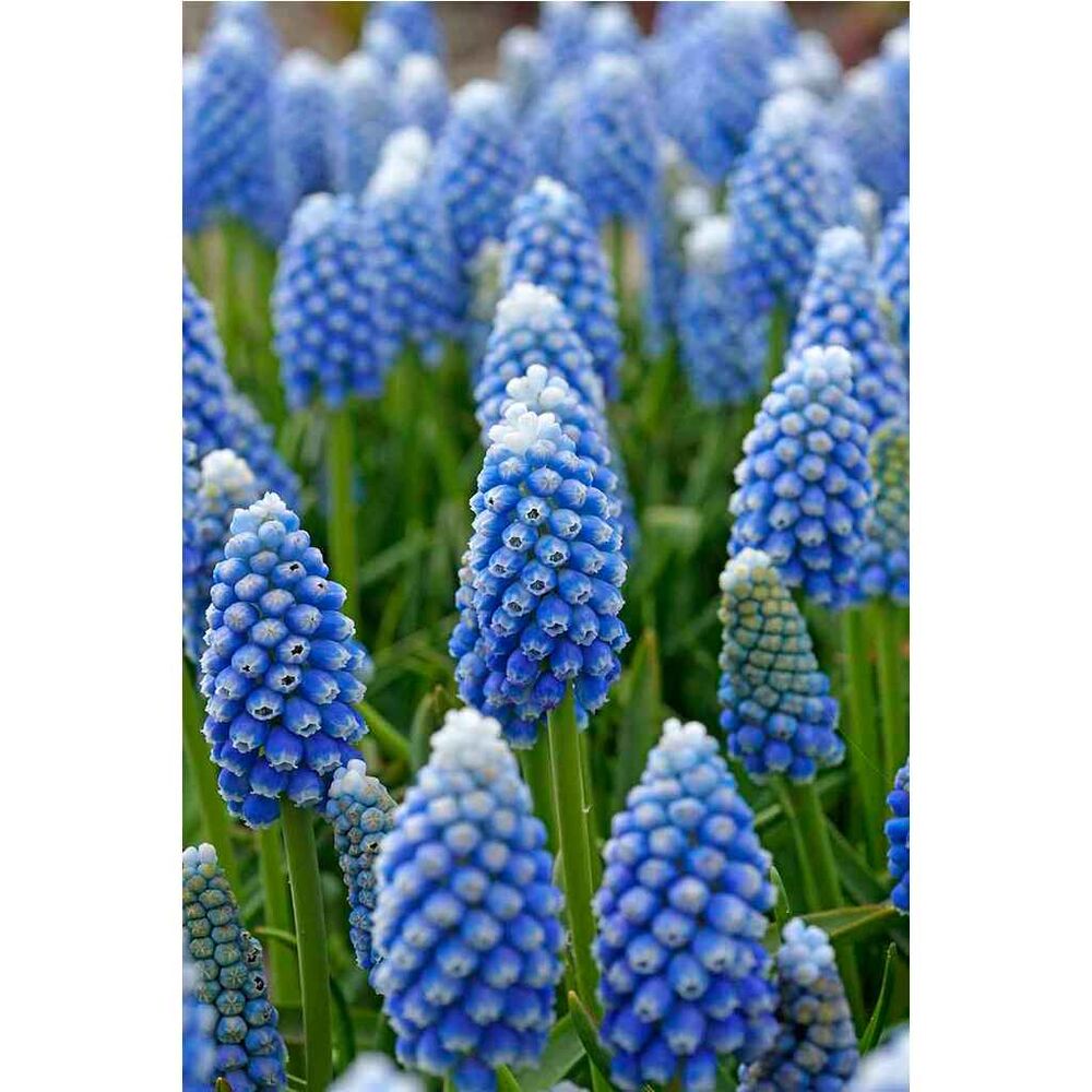Helmililja Muscari Ocean Magic