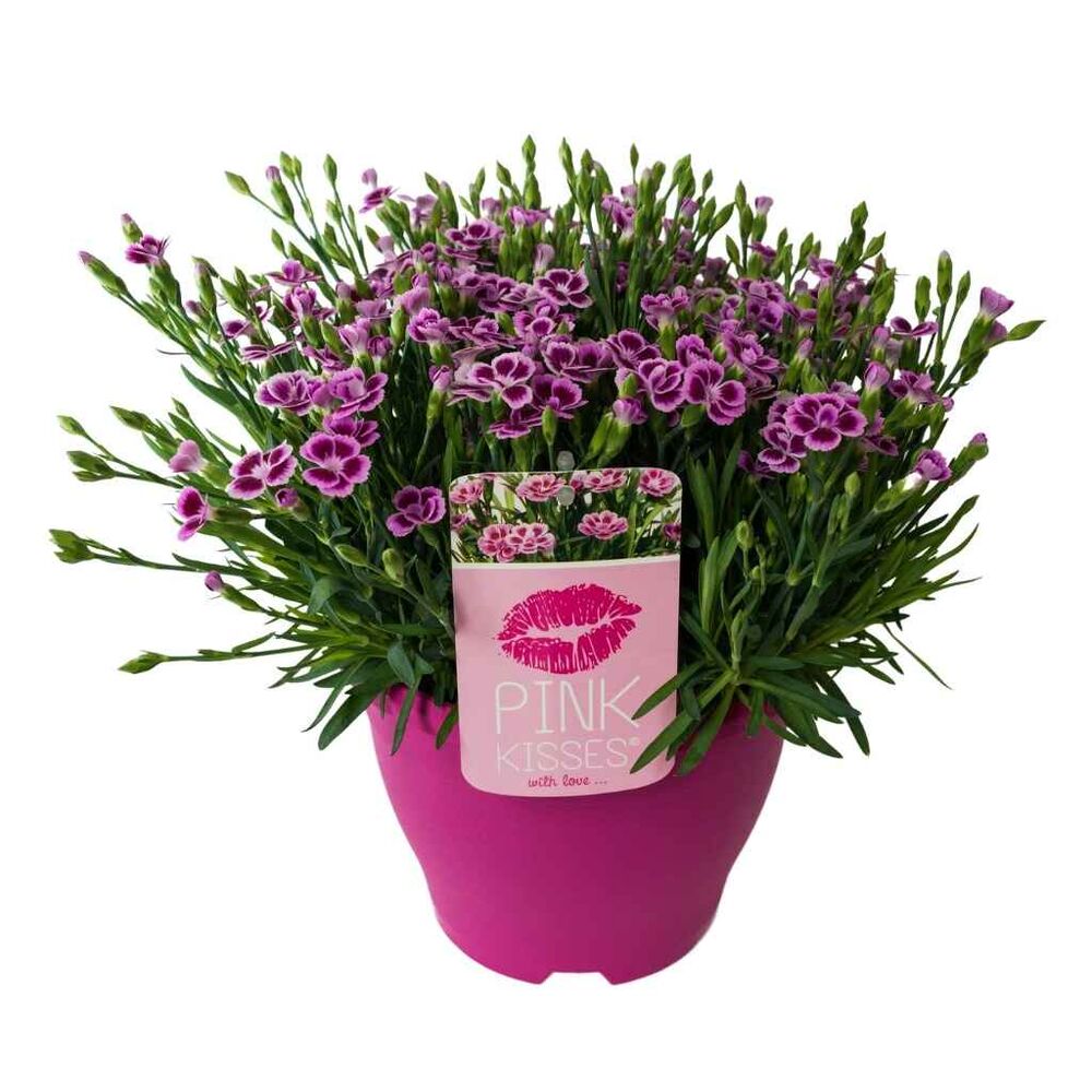 Neilikka 'Pink Kisses'