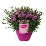 Neilikka Pink Kisses 17 cm ruukussa