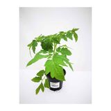 Tomaatti Gardeners Delight 12 cm ruukussa