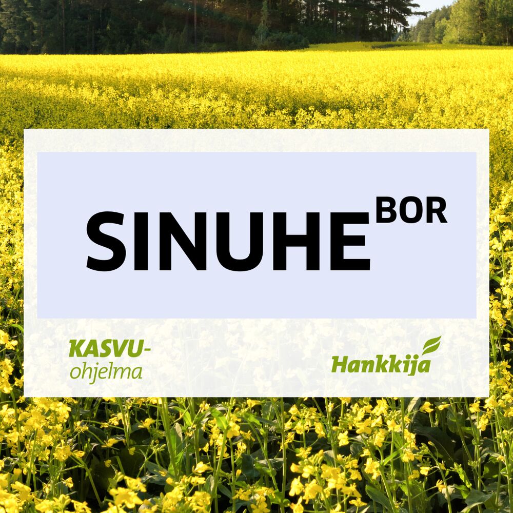 SINUHE RYPSI KEVÄTRYPSI
