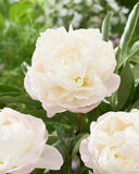 Kiinanpioni 'Gardenia'