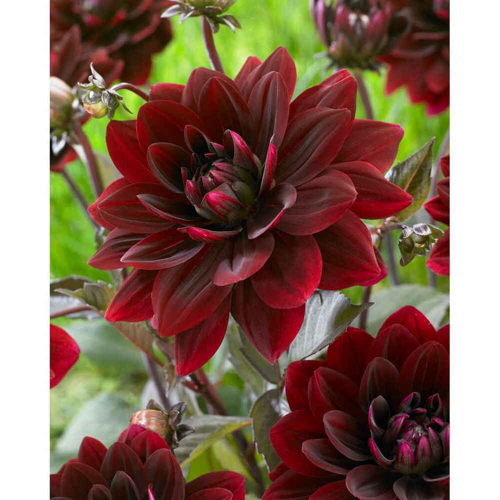 Daalia 'After Dusk'