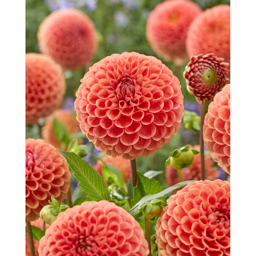 Daalia 'Cornel Bronze'