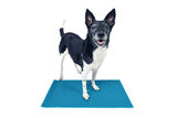 FitPaws K9 FitMat harjoitusalusta koiralle 60 x 30 cm