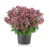 Nemesia eli kohtalonkukka 12 cm ruukussa