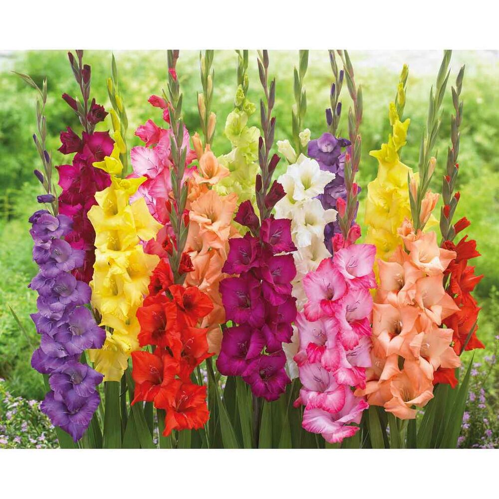 Gladiolus lajitelma
