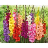 Gladiolus lajitelma 25 kpl/pussi