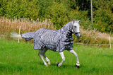 Hyönteisloimi EQCode Zebra
