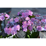 Jalohortensia Flair & Flavours®  Blueberry Cheesecake, astiakoko 5L