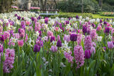 Kukkasipulisekoitus Easy Gardening, Pink & Purple Tones, 25 sipulia
