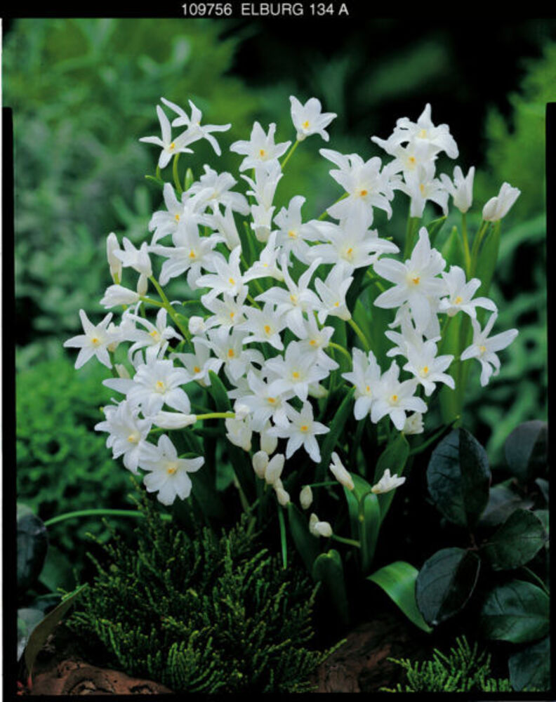 Kevättähti Chionodoxa Alba