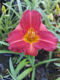 Tarhapäivänlilja 'Stella Rouge'