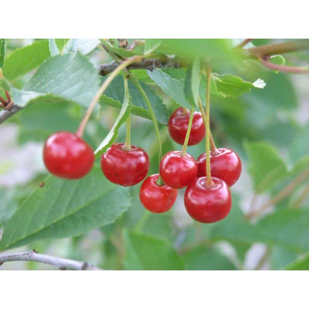 Kirsikkapuu 'Sikkolankirsikka'