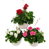 Pelargoniamppeli 25 cm