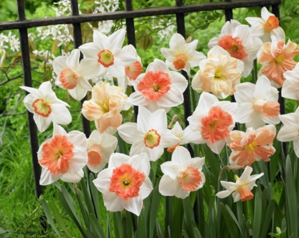 Narsissilajitelma Pink Blush, 50 sipulia/pussi