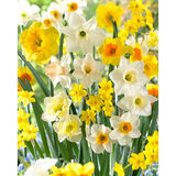 Narsissilajitelma Fragrant Meadow, 50 sipulia/pussi