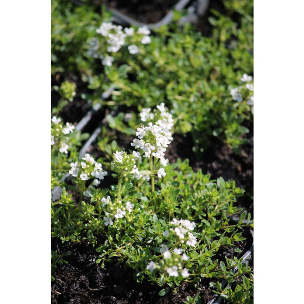 Harmaa-ajuruoho 'Albiflorus'