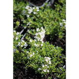 Harmaa-ajuruoho Albiflorus
