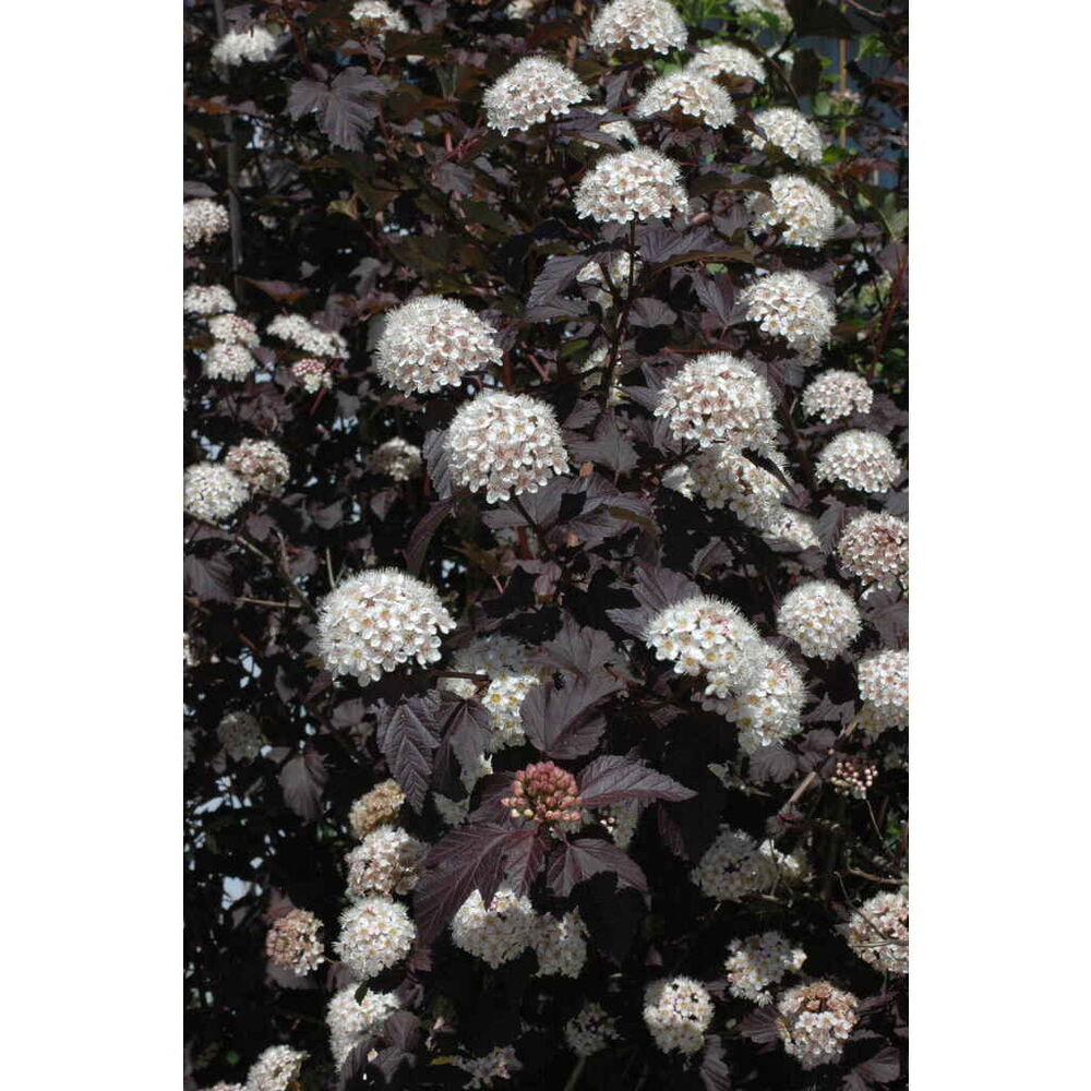 Purppuraheisiangervo 'Diabolo'