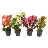 Bougainvillea