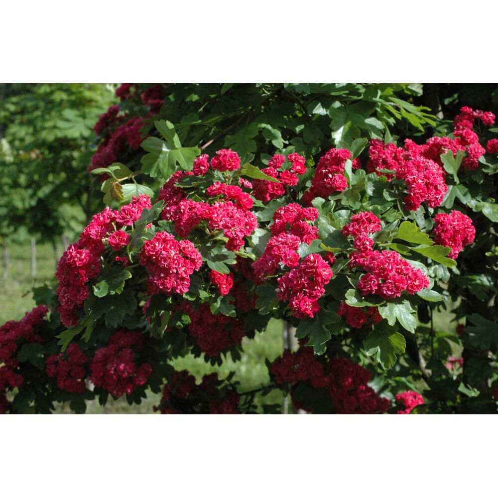 Ruusuorapihlaja 'Pauls Scarlet'