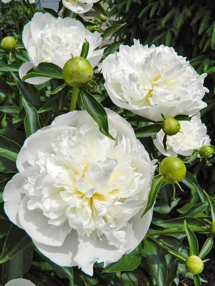 Kiinanpioni Duchesse de Nemours